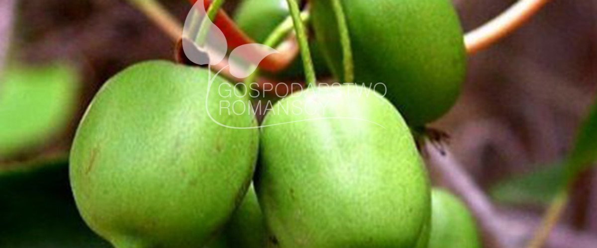 Storfrugtet blåbær Blåfrugtet gedeblad Tornfri brombær Stikkelsbærkiwi Stort tranebær frøplanter Polen 01