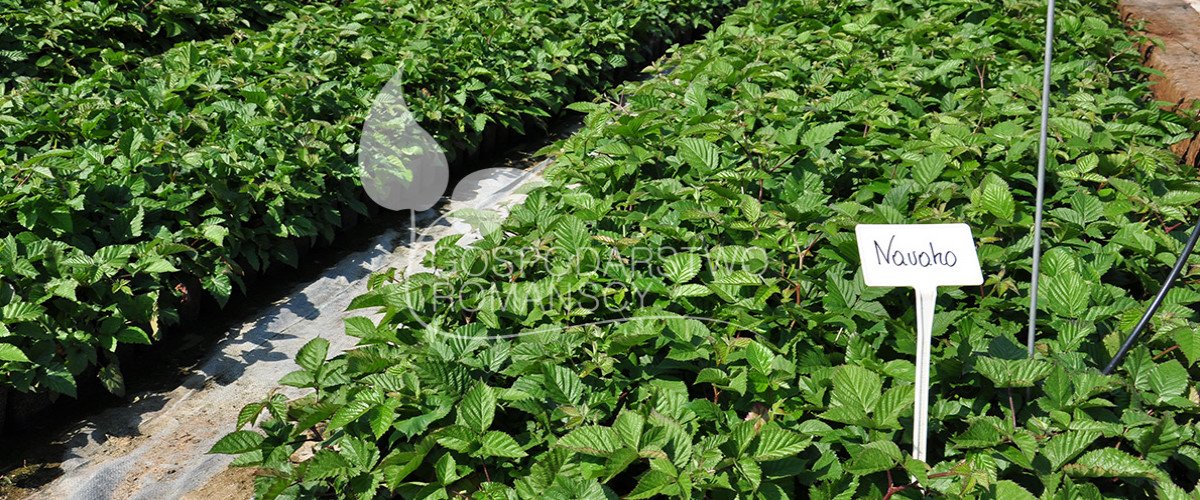 Storfrugtet blåbær Blåfrugtet gedeblad Tornfri brombær Stikkelsbærkiwi Stort tranebær frøplanter Polen 02