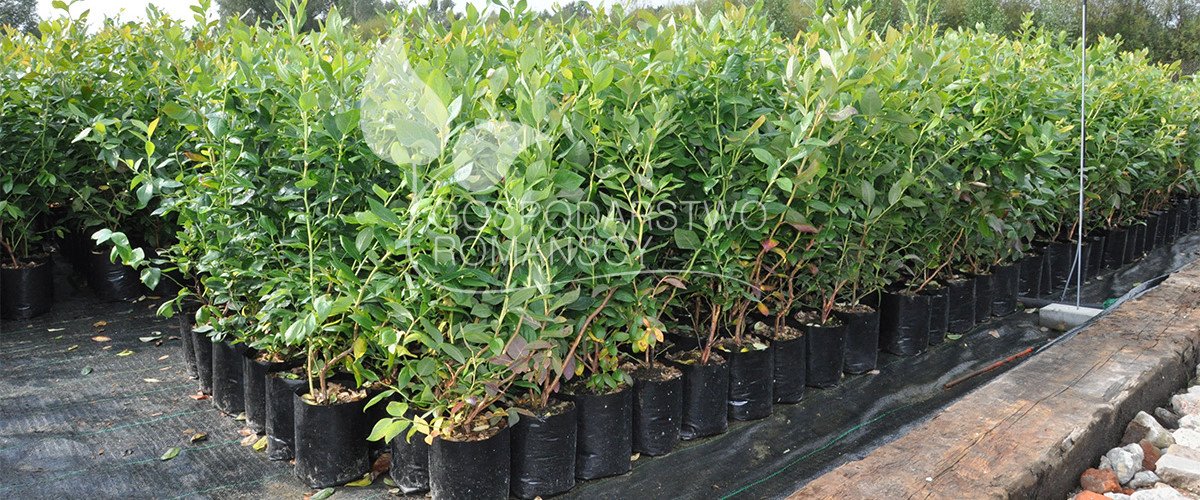 Storfrugtet blåbær Blåfrugtet gedeblad Tornfri brombær Stikkelsbærkiwi Stort tranebær frøplanter Polen 04