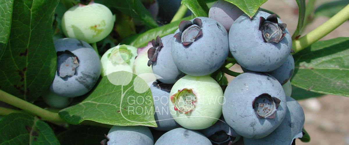 Storfrugtet blåbær Blåfrugtet gedeblad Tornfri brombær Stikkelsbærkiwi Stort tranebær frøplanter Polen 05