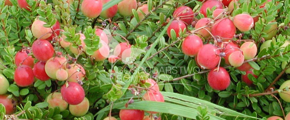 Storfrugtet blåbær Blåfrugtet gedeblad Tornfri brombær Stikkelsbærkiwi Stort tranebær frøplanter Polen 06