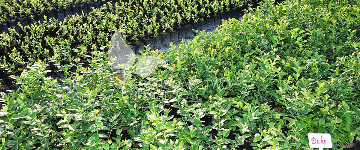 Storfrugtet blåbær Blåfrugtet gedeblad Tornfri brombær Stikkelsbærkiwi Stort tranebær frøplanter Polen 08