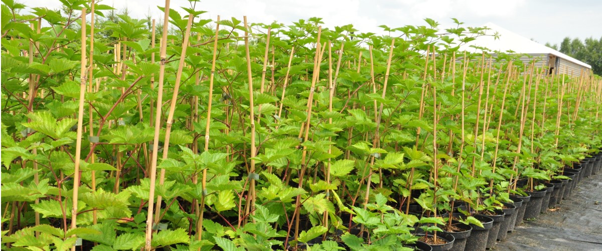 Storfrugtet blåbær Blåfrugtet gedeblad Tornfri brombær Stikkelsbærkiwi Stort tranebær frøplanter Polen 07