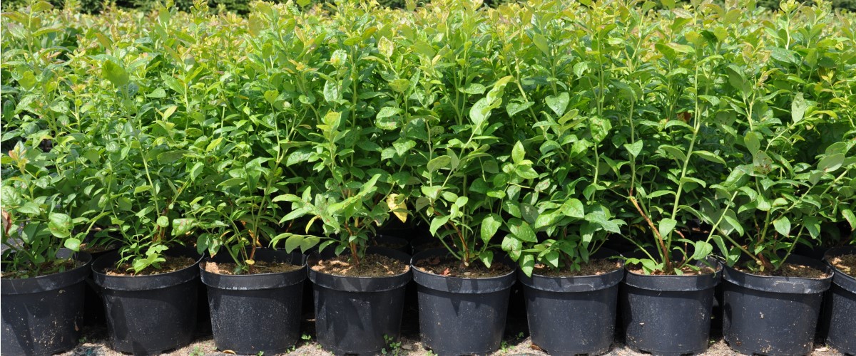 Storfrugtet blåbær Blåfrugtet gedeblad Tornfri brombær Stikkelsbærkiwi Stort tranebær frøplanter Polen 03