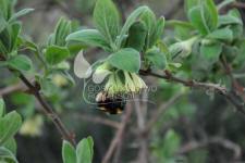 Blåfrugtet gedeblad