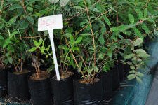 Blåfrugtet gedeblad