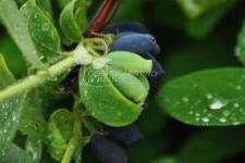 Blåfrugtet gedeblad