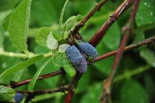 Blåfrugtet gedeblad