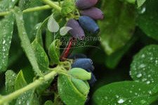 Blåfrugtet gedeblad