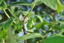 Blåfrugtet gedeblad