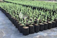 Blåfrugtet gedeblad