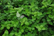 Blåfrugtet gedeblad