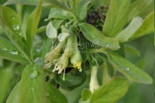 Blåfrugtet gedeblad