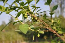 Blåfrugtet gedeblad