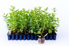 Blåfrugtet gedeblad