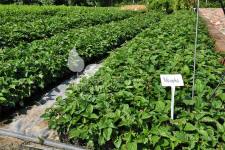 Tornfri brombær frøplanter