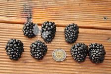 Tornfri brombær frøplanter