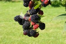 Tornfri brombær frøplanter