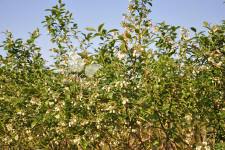 Storfrugtet blåbær