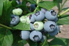 Storfrugtet blåbær