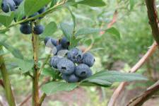 Storfrugtet blåbær