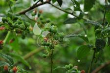 Storfrugtet blåbær