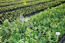 Storfrugtet blåbær