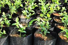 Storfrugtet blåbær