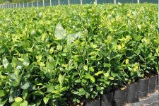 Storfrugtet blåbær