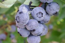 Storfrugtet blåbær