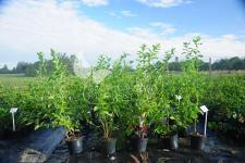 Storfrugtet blåbær