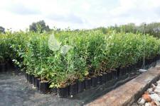 Storfrugtet blåbær