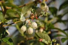 Storfrugtet blåbær