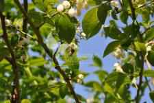 Storfrugtet blåbær