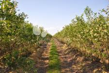 Storfrugtet blåbær