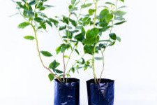 Storfrugtet blåbær